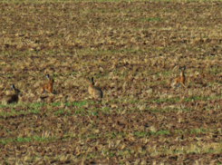 Мужчина похвастался трофеем в соцсети и нарвался на наказание