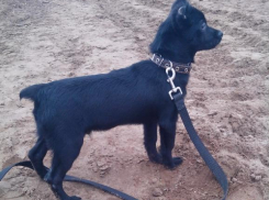 Чудесное превращение Лорд Тузьена в Тузика или как судьба дворняжки изменилась благодаря «Блокноту Волжского»