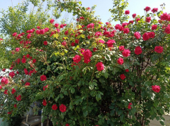 Наполните Волжский розами и фиалками: горожан призвали разбить клумбы