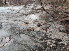 Прокуратура области проверяет информацию о загрязнении реки Арчеда