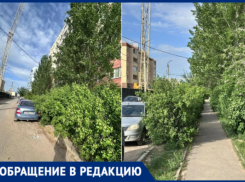 Жителей 38-го микрорайона Волжского атакуют кусты-гиганты, перекрывшие тротуар и парковку кусты