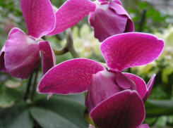 В природных парках региона ищут новые растения