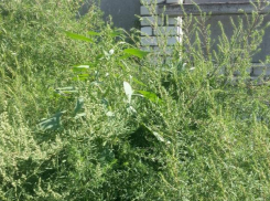 Клещи стали кусать чаще