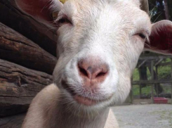 Волгоградцу запретили держать во дворе птиц и коз из-за жалоб соседа