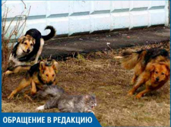 Спасения от бродячих собак нет, на людей набрасываются, - волжанка