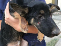 Волжанка подобрала сбитую собаку и сделала за свои деньги операцию