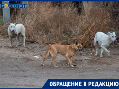«Не могу выйти из подъезда - нападают стаей», - волжанка о бродячих собаках в микрорайоне