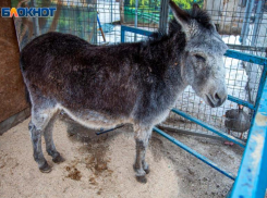 Ослик Яшка вышел на пенсию в Волжском и проходит курс массажа