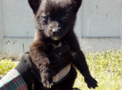 К дверям приюта в Волжском подкинули щенка