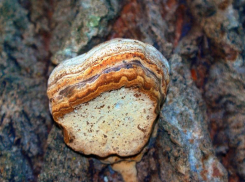 Наросты неправильной формы участились на деревьях в Волжском