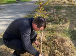 Администрация Волжского пополняет зеленый фонд города