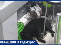 «В магазине продукты пропитались запахом собак, а сами они спят под кассой»,- Максим Демидов