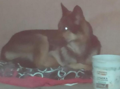 В Волжском из легковой машины выбросили собаку