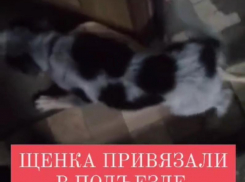 Щенка привязали к перилам на бинт и бросили в Волжском