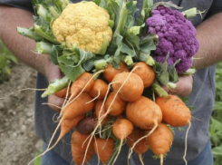 Садоводы и огородники в Волжском отправились на участки- нужно собрать урожай 