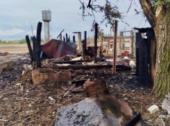 Два теленка погибли в огне из-за неисправной лампочки в волгоградской станице 