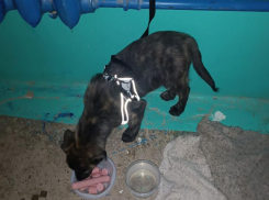 Щенка привязали и бросили в подъезде дома в Волжском