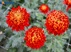 Важные дела и новые проблемы предрекают звезды волжанам 1 февраля