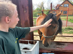 Коня-потеряшку обнаружили в окрестностях Волжского