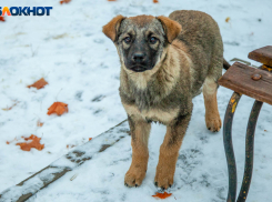 Жителей Волжского держат в страхе стаи бездомных собак