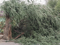 Рухнувшее дерево оборвало провода в Волжском: фото