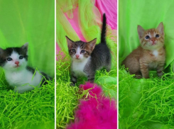 Идеальное лекарство от осенней депрессии! Маленькие пушистики ищут заботливых хозяев