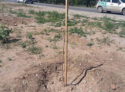 Молодые липы, высаженные на проспекте Ленина в Волжском так и не прижились из-за отсутствия полива и вандалов 