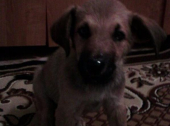 Студенты борются за жизнь искалеченного щенка - его история потрясла Волжский