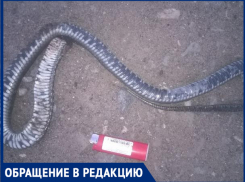 «Двух гадюк за день лопатой зарубили»,- волжанка