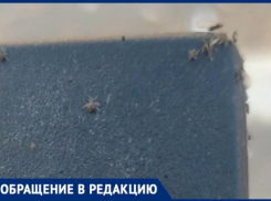 «Не исключено, что такие могут ползать по самой остановке»: Волжский кишит насекомыми