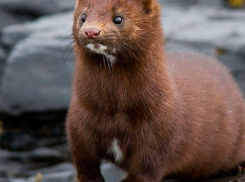 В Волгоградской области насчитали почти 10 тысяч бобров и норок