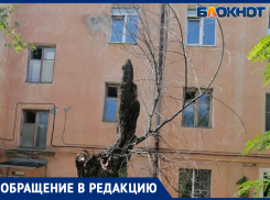 «Заявку рассмотрят в 2024 году»: волжане жалуются на сухостой и ужасное состояние дорог