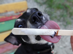 «Окунала головой в пруд»: хозяйка собаки угрожала расправой девушке в Волжском