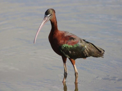 Каравайку можно часто встретить на волжском лимане
