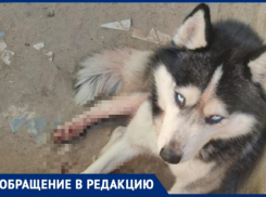 «Собака приползла в крови и скулила», - волжанка считает, что на острове Зеленый завелся живодер 