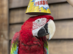 Волжский экопарк «Крошка На Ладошке» зовет на веселый День рождения!