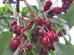 Черешня и клубника за 150 рублей: цены на ягоды в Волжском