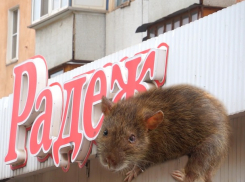 Руководство «Радежа» игнорирует жалобы на мышей на складе