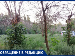 Сухие ветки падают на машины и людей: жители уверены, что Волжский скоро превратится в джунгли