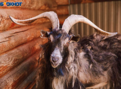 Раки займутся домом, а Девам энтузиазм принесет грандиозный успех