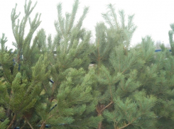 Живая елка всего за 399 рублей!!!