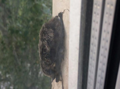 Пухлый «пушистик» расположился у окна жилого дома в Волжском