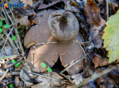 Тело разрывается и превращается в звезду: волжане могут встретить в лесу редкий гриб