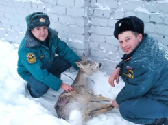 Помощь косуле, попавшей в ловушку, оказали спасатели Волгоградской области