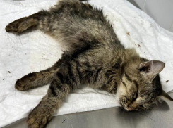 В Волжском кошке с переломом позвоночника предстоит еще одна операция