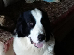 Пушистый алабай потерялся на улицах Волжского