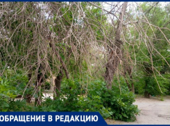 Волжанка обнаружила в городе непроходимые дебри