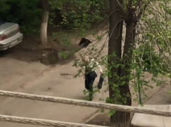 Мирные волжане страдают от агрессивных ворон