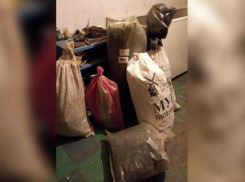 Наркоаграномы выращивали траву на болоте в Волгоградской области