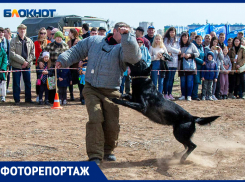 Схватить и уничтожить: как тренируют собак, выступавших в Волжском